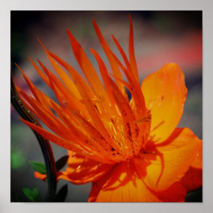 Orange Flower In Sunshine Floral Poster