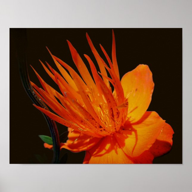 Orange Flower In Sunshine Floral Poster (Front)