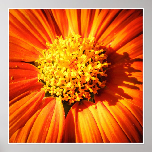 Orange Flower Macro – Vibrant Nature Photography Poster (Front)