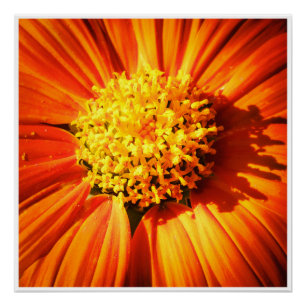 Orange Flower Macro Wall Art Bright Floral Print