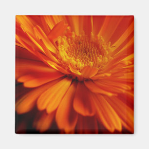 Orange Flower Magnet