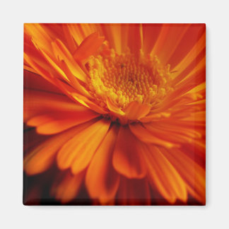 Orange Flower Magnet