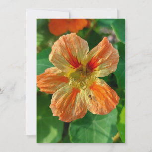 Orange Flower Nasturtium Blank Card