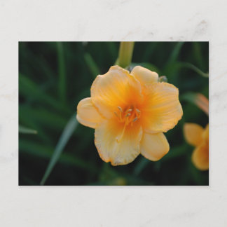 Orange Flower Postcard