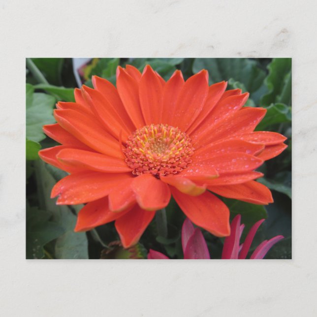 Orange Flower Postcard (Front)