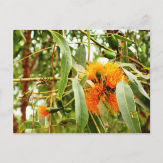 Orange Flower Postcard