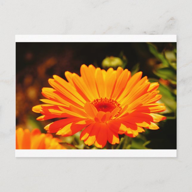 Orange Flower Postcard (Front)