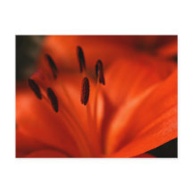 Orange Flower Postcard