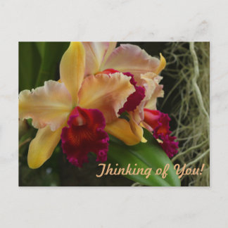 Orange Flowers Cattleya Orchids Postcard