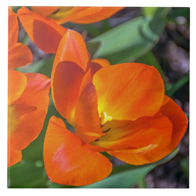 Orange flowers ceramic tile (Front)