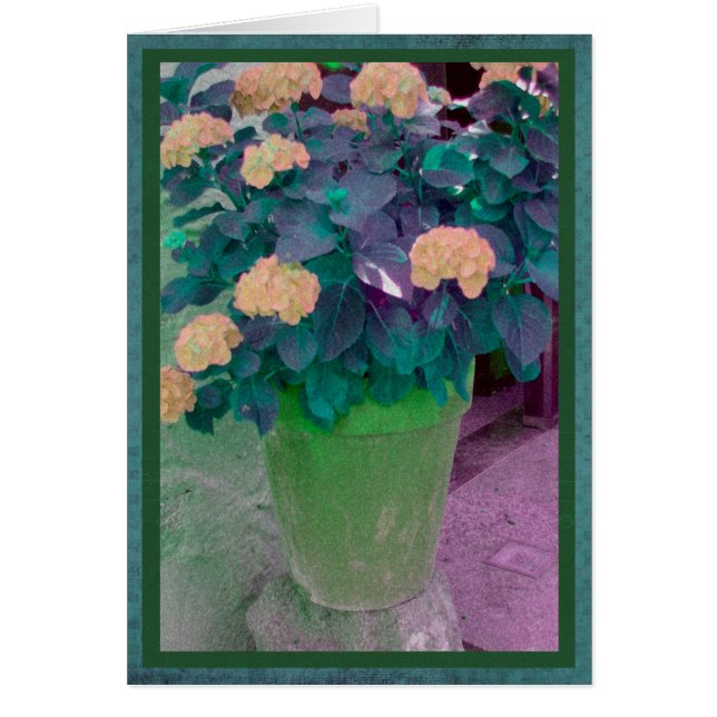 Orange flowers in a green pot (Front)