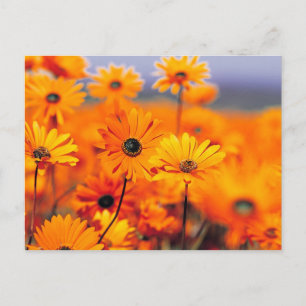 Orange flowers postcard