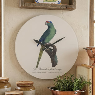 Orange-Fronted Parakeet, Eupsittula Canicularis Large Clock