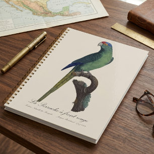 Orange-Fronted Parakeet, Eupsittula Canicularis Planner