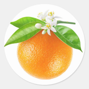 Orange fruit and flowers classic round sticker