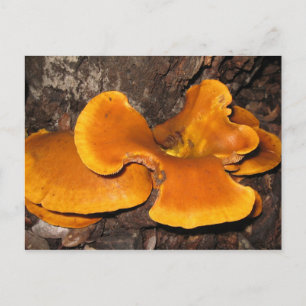 Orange Fungus Postcard