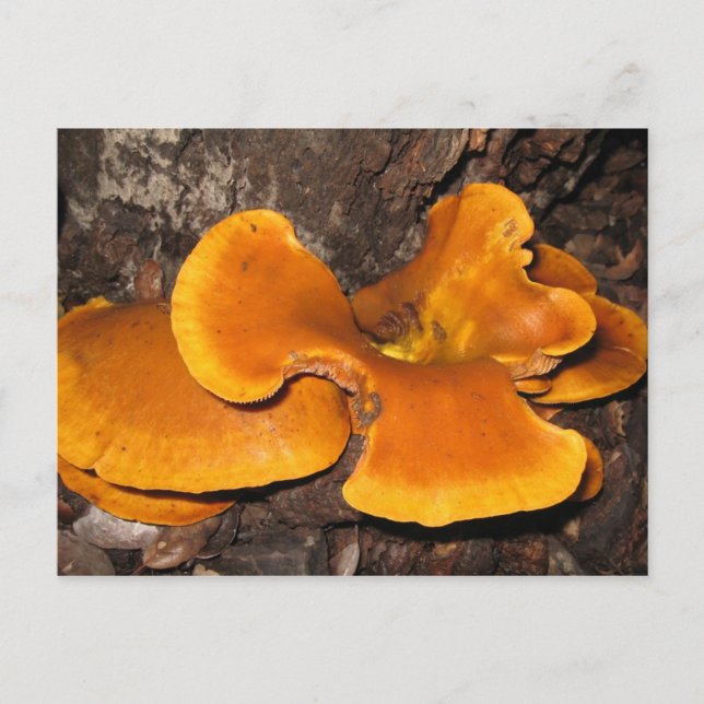 Orange Fungus Postcard (Front)
