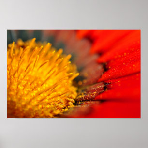 Orange Gazania African Daisies Summer Flower Poster