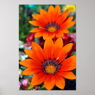 Orange Gazania African Daisies Summer Flower Poster