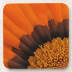 Orange Gazania Coasters