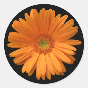 Orange Gerber Daisy Classic Round Sticker