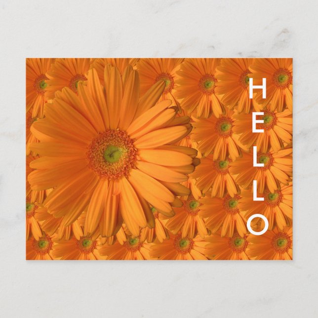 Orange Gerber Daisy Postcard (Front)