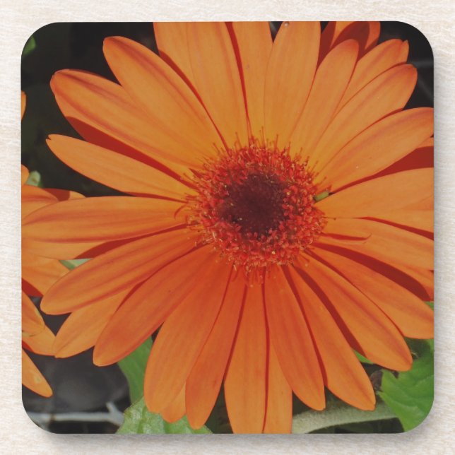 Orange Gerber gerbera Daisy daisie Coaster (Front)