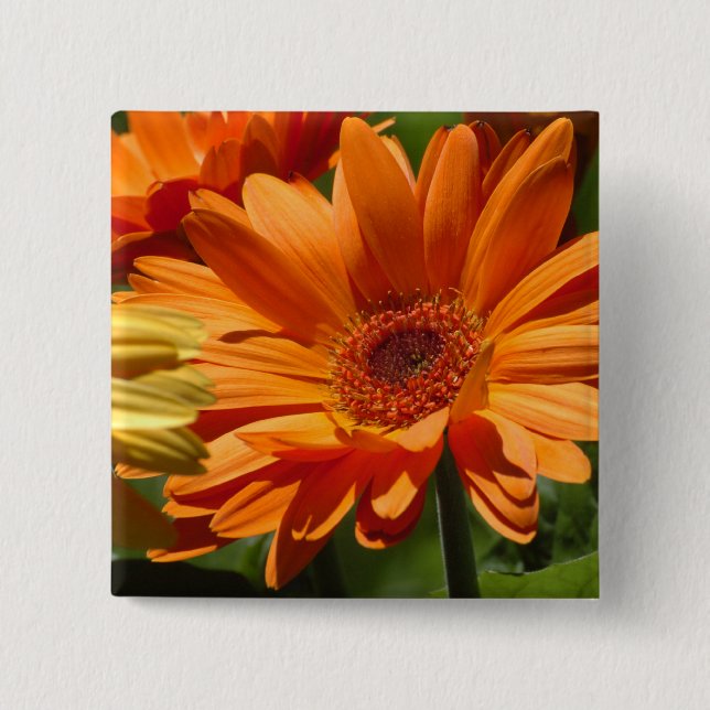 Orange Gerbera 15 Cm Square Badge (Front)