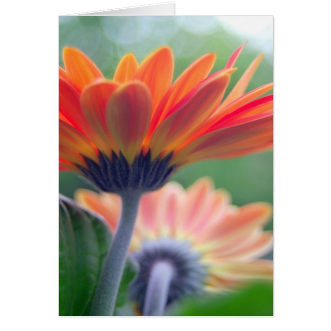 Orange Gerbera Card (Front)