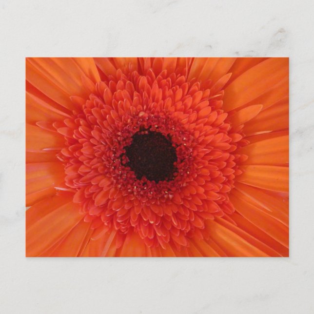 Orange Gerbera Close Up DIY Postcard (Front)