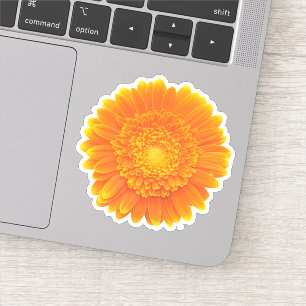 orange gerbera daisy
