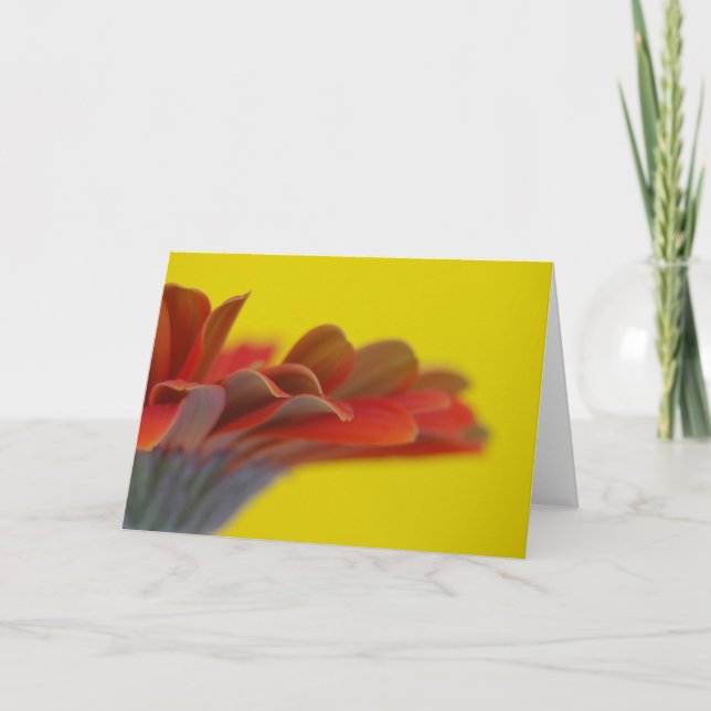 Orange Gerbera Daisy Card (Front)