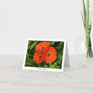 Orange Gerbera Daisy Collectable Greeting Note Card