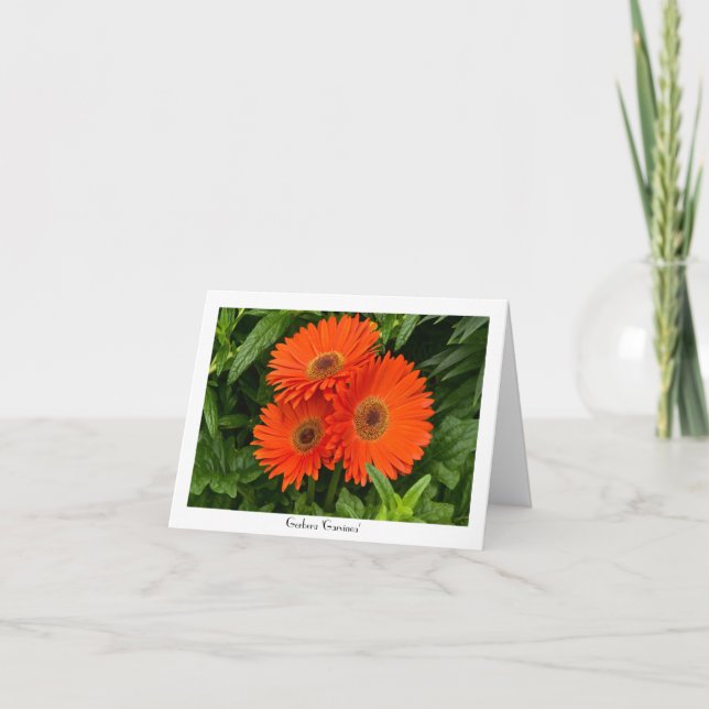 Orange Gerbera Daisy Collectable Greeting Note Card (Front)