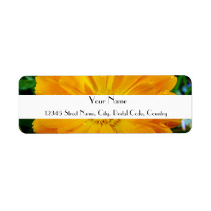 orange gerbera daisy flower address labels