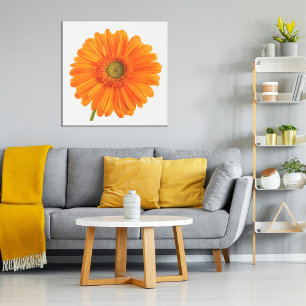 Orange Gerbera Daisy flower on white photo Poster