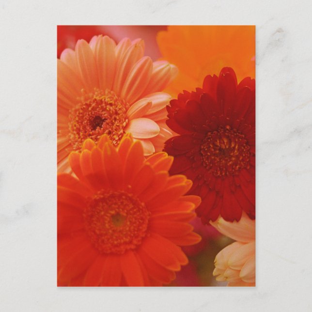 Orange Gerbera Daisy Flower Photo Art Postcard (Front)