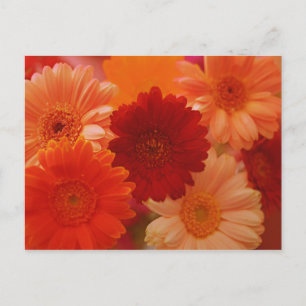 Orange Gerbera Daisy Flower Photo Art Postcards