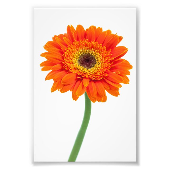 Orange Gerbera Daisy Flower Photo Print (Front)