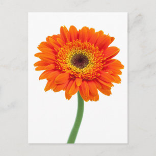 Orange Gerbera Daisy Flower Postcard
