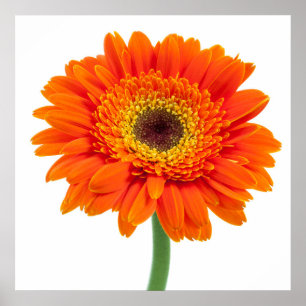 Orange Gerbera Daisy Flower Poster
