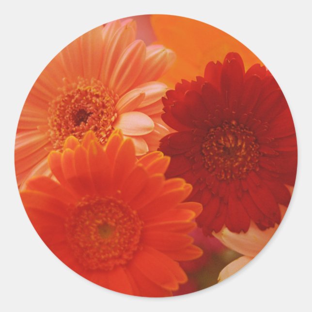 Orange Gerbera Daisy Flowers Art Decal Stickers (Front)