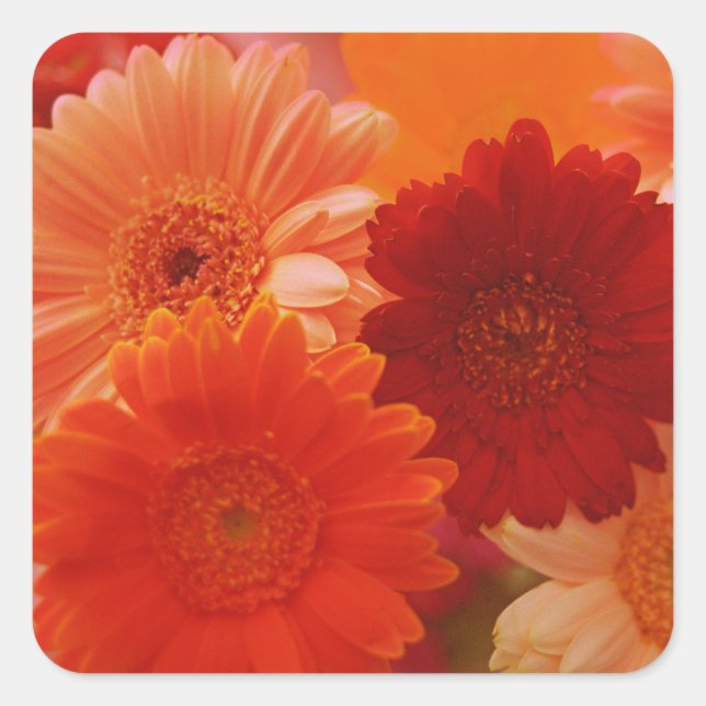 Orange Gerbera Daisy Flowers Art Sticker Decals (Front)