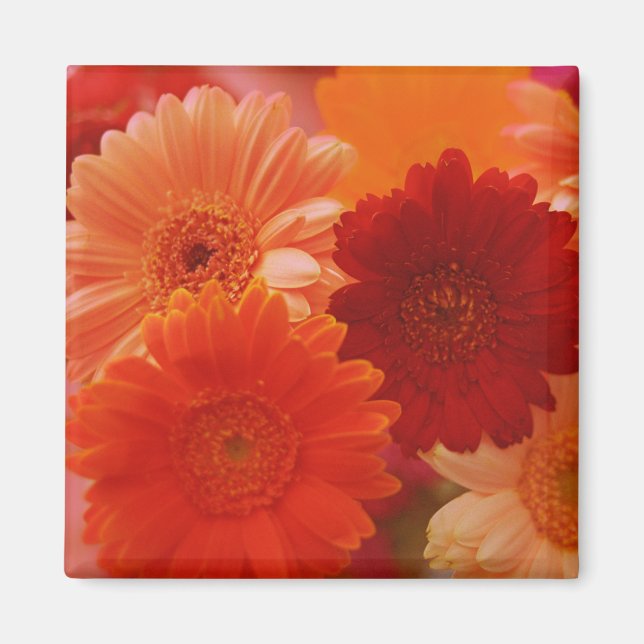Orange Gerbera Daisy Flowers Refrigerator Magnets (Front)