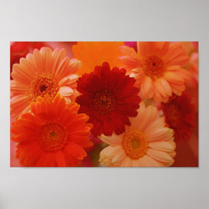 Orange Gerbera Daisy Flowers Wall Art Print Poster