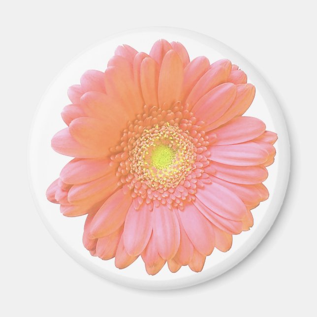 Orange gerbera daisy magnet (Front)