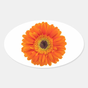 Orange Gerbera Daisy Oval Sticker