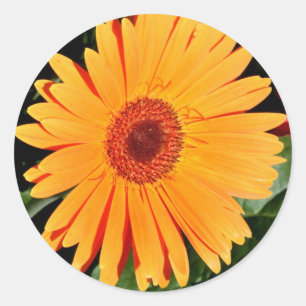 orange gerbera daisy stickers