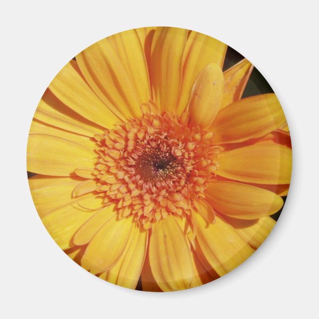Orange Gerbera Flower Magnet (Front)