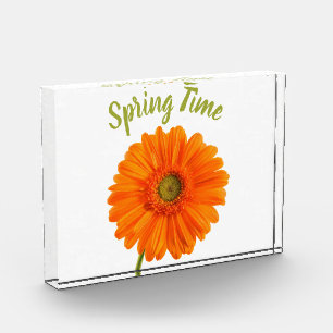 Orange gerbera flower spring time photo with text block